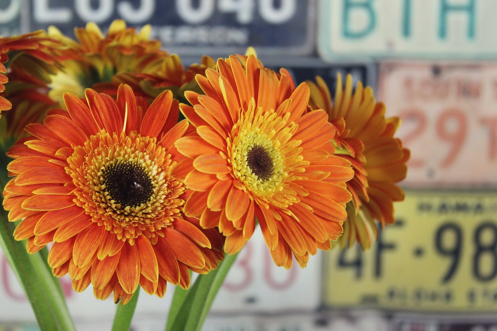 Gerbera Daisy