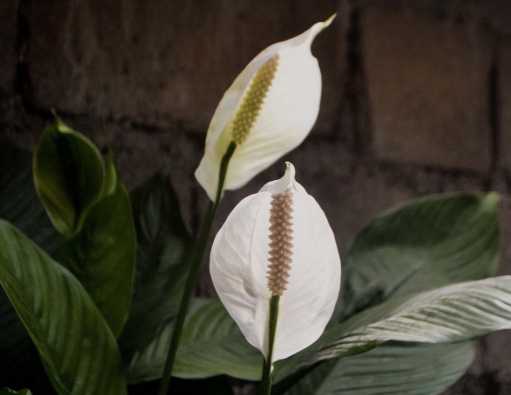 Peace Lily