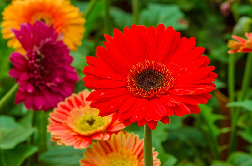 Gambar Bunga Gerbera
