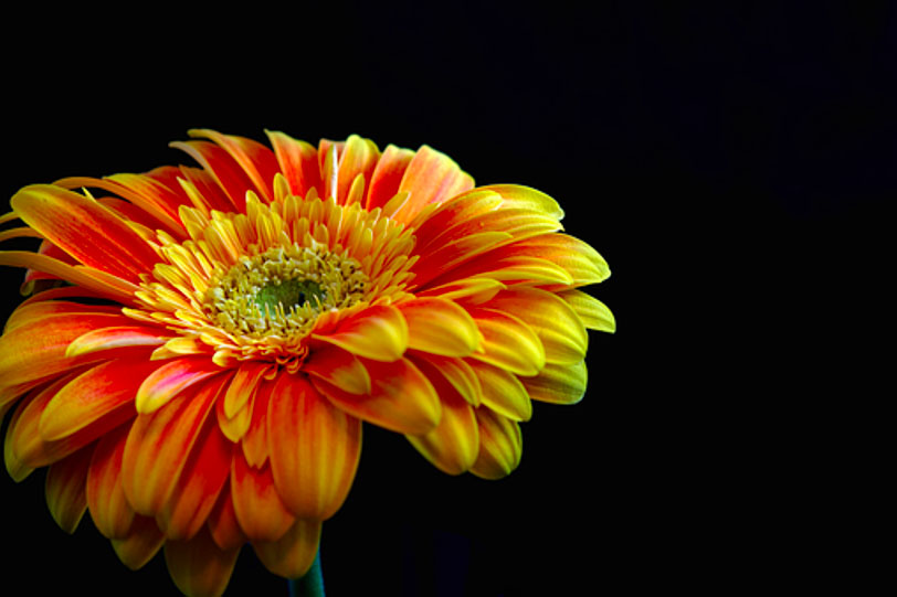 Gerbera