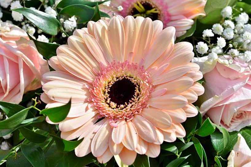 Gerbera