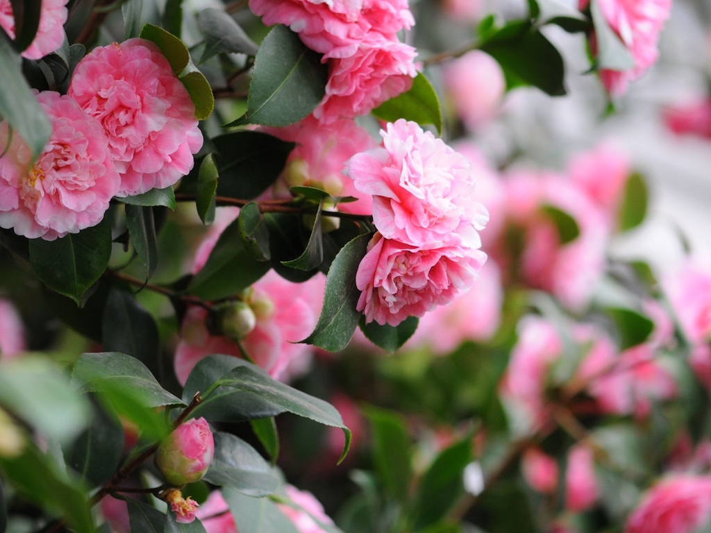 Bunga Camelia