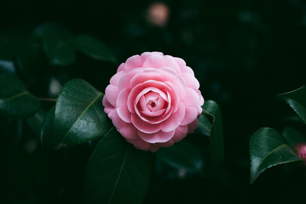 Bunga Camelia