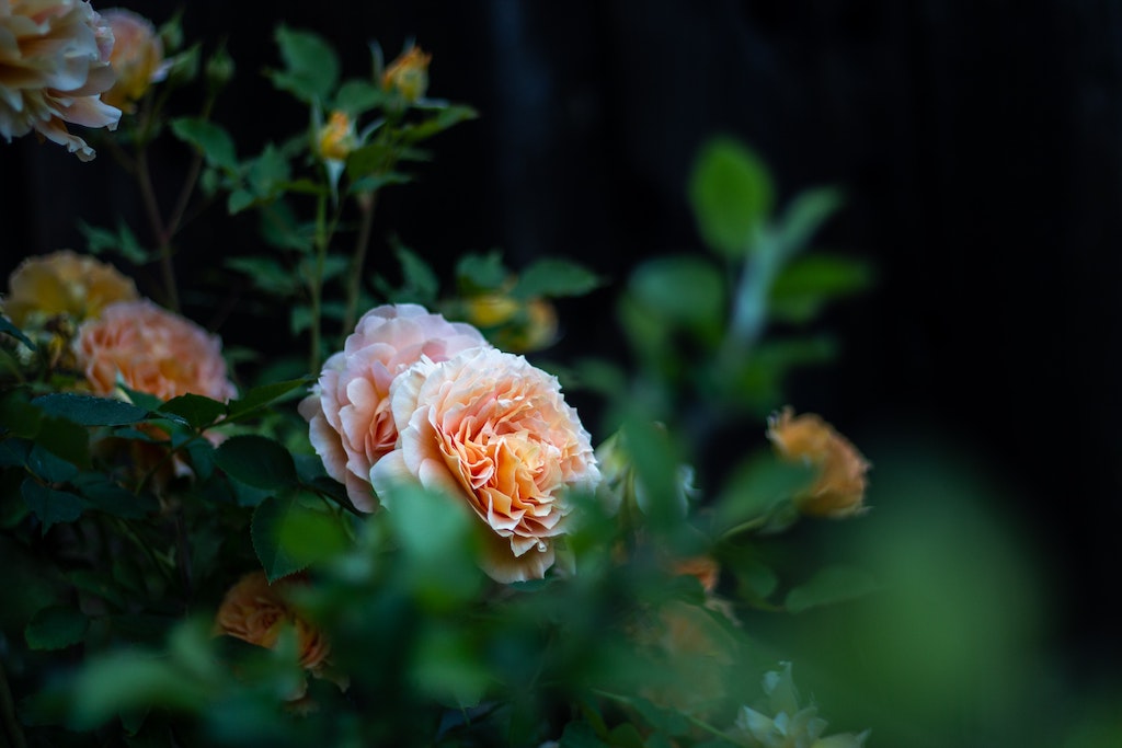 Bunga Camelia