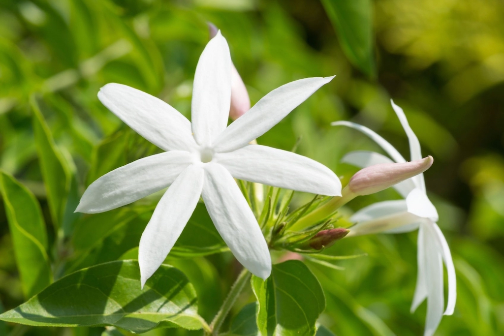 Bunga Jasmine