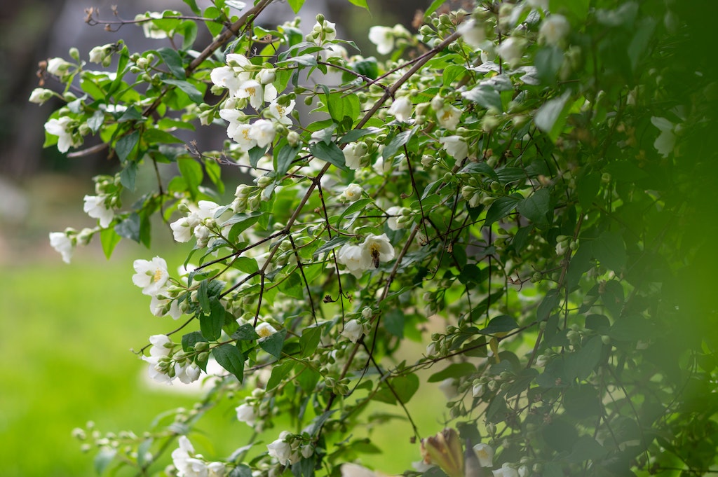 Bunga Jasmine