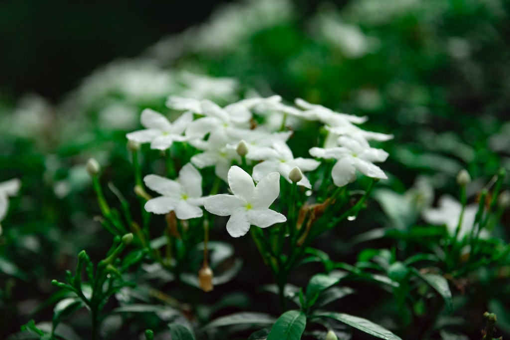 Bunga Jasmine