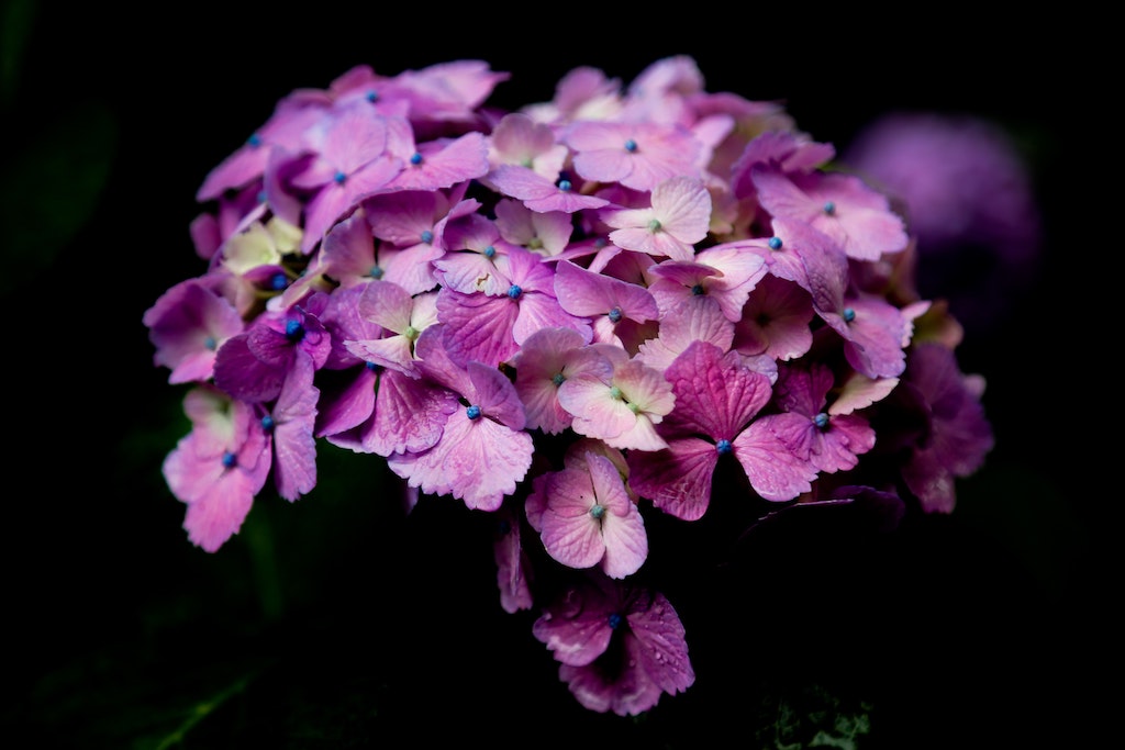 Geranium