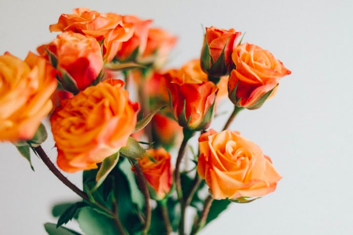 Mawar Orange