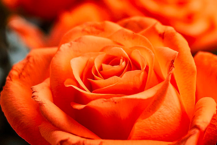 Mawar Orange