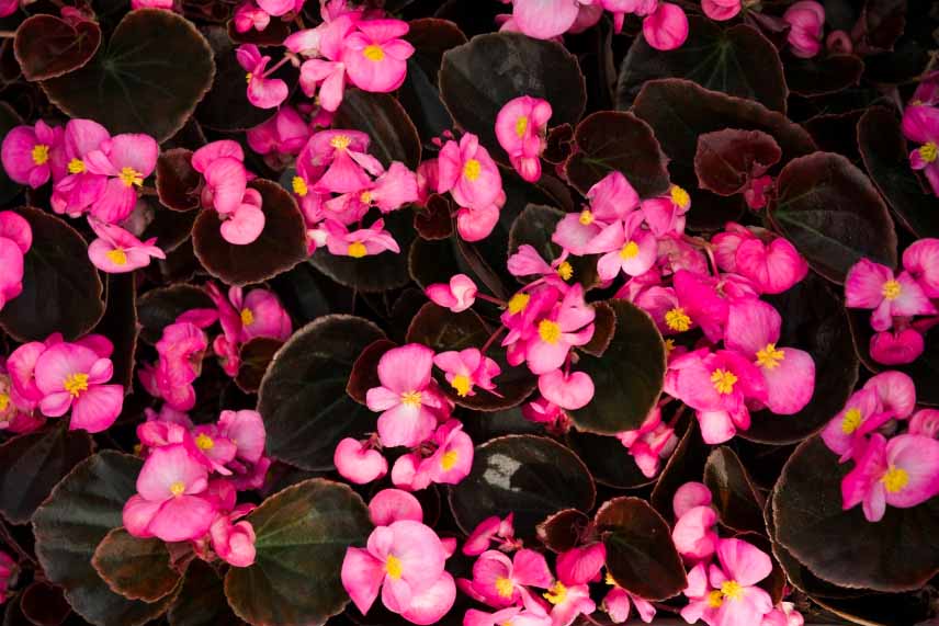 Begonia