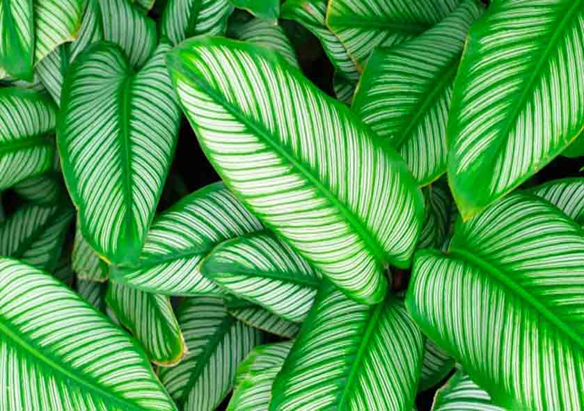 Calathea Makoyana