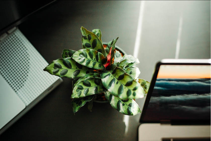 Calathea Lancifolia
