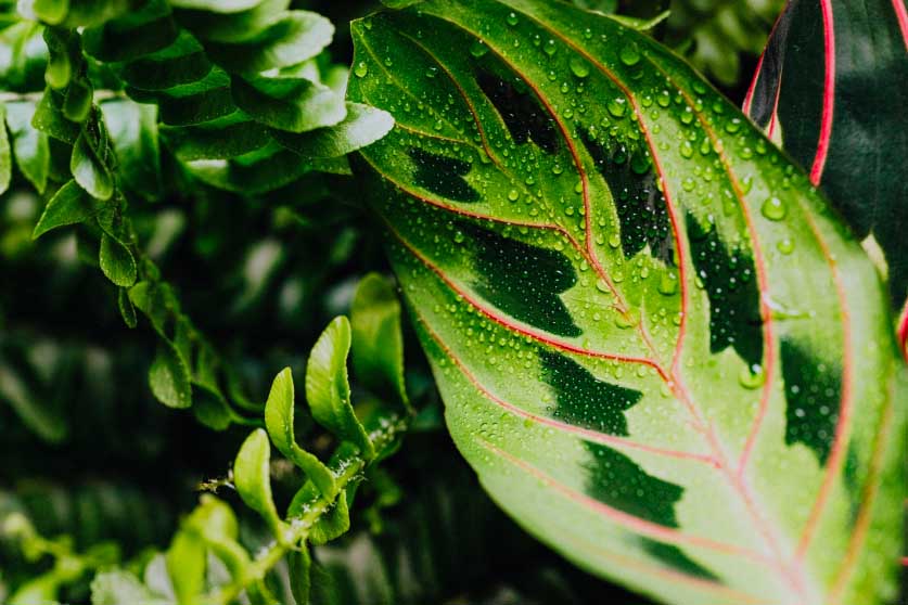 Calathea Medallion