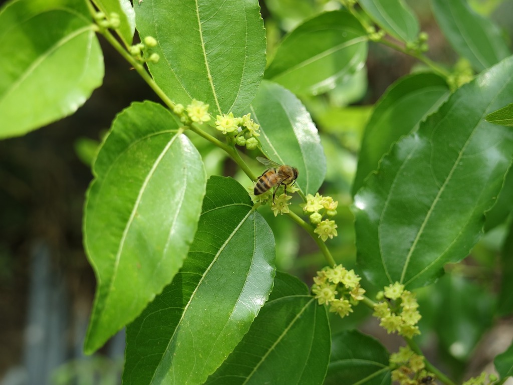 Daun Bidara