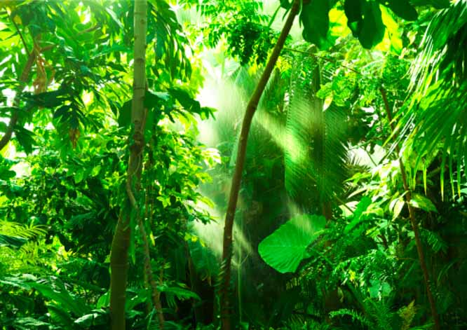 Hutan