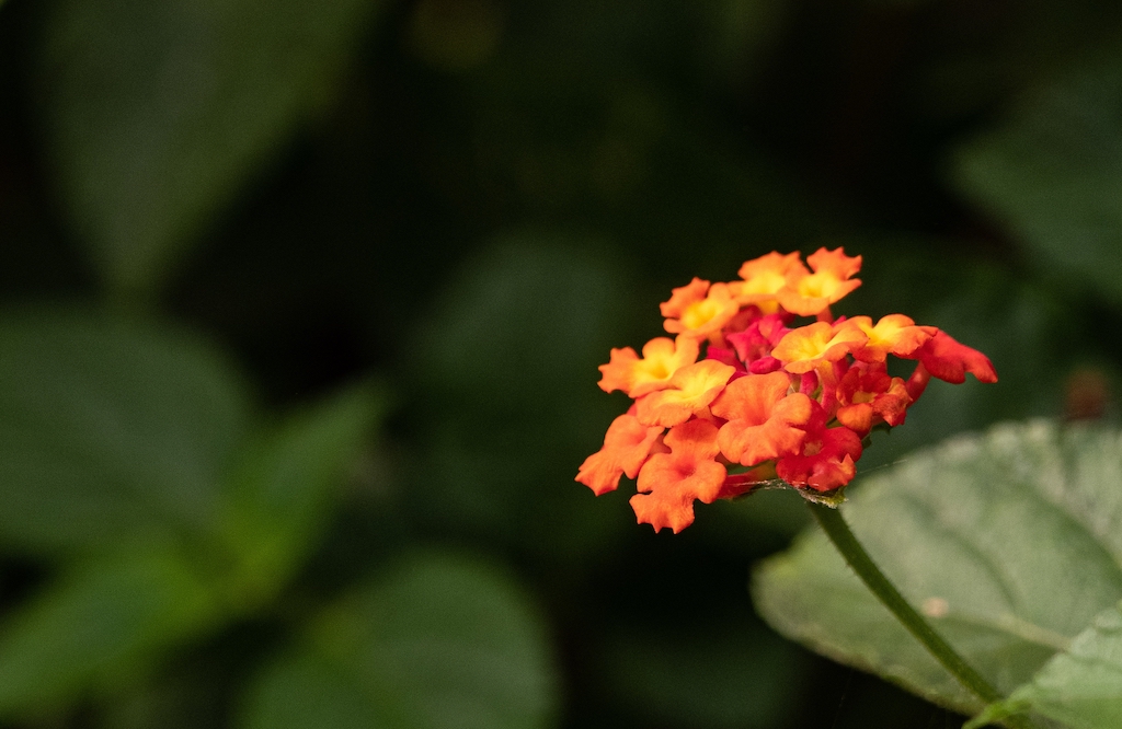 Lantana