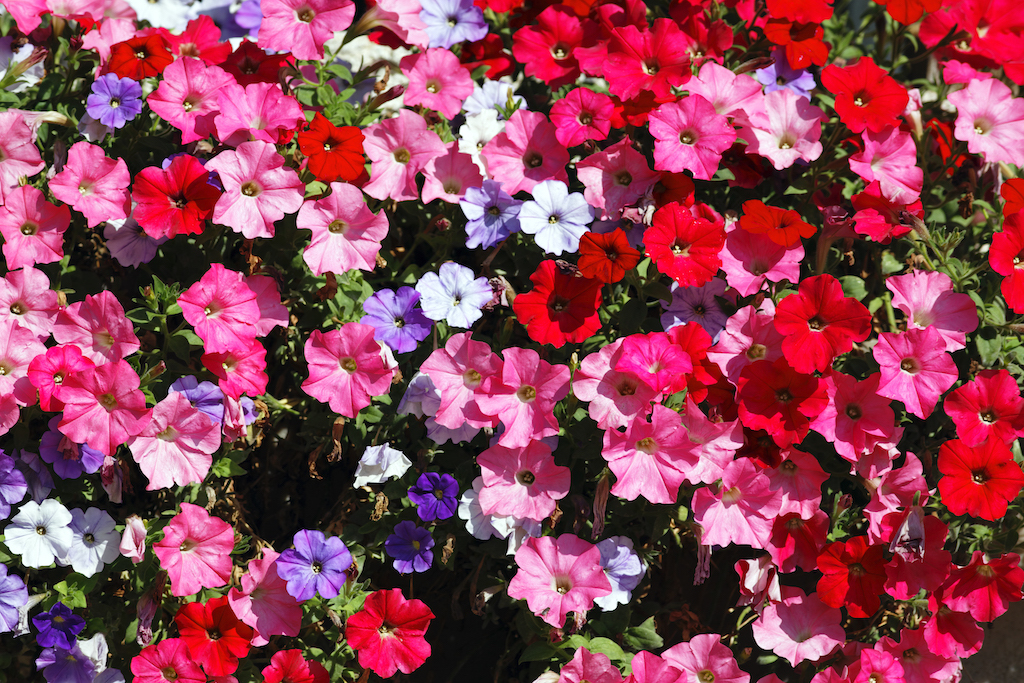 Petunia