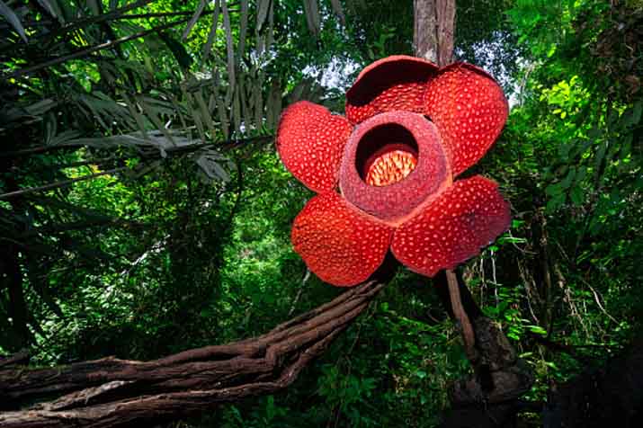 Rafflesia Arnoldii
