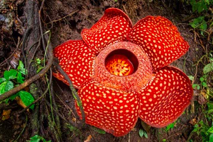 Rafflesia Arnoldii