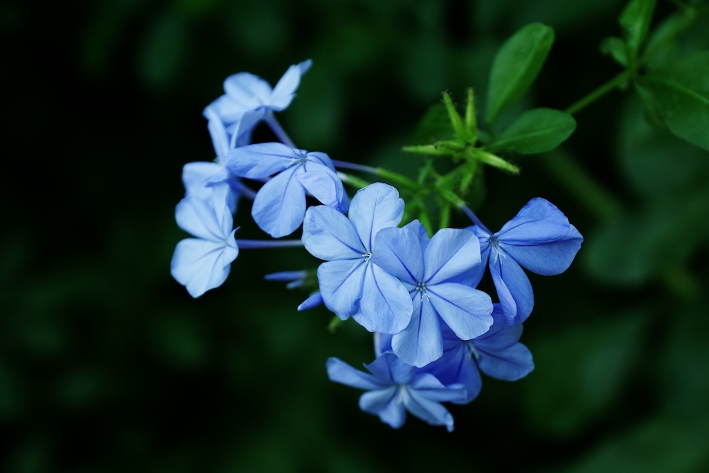 Verbena