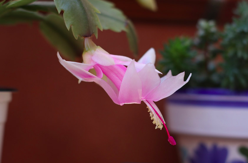 Zygocactus