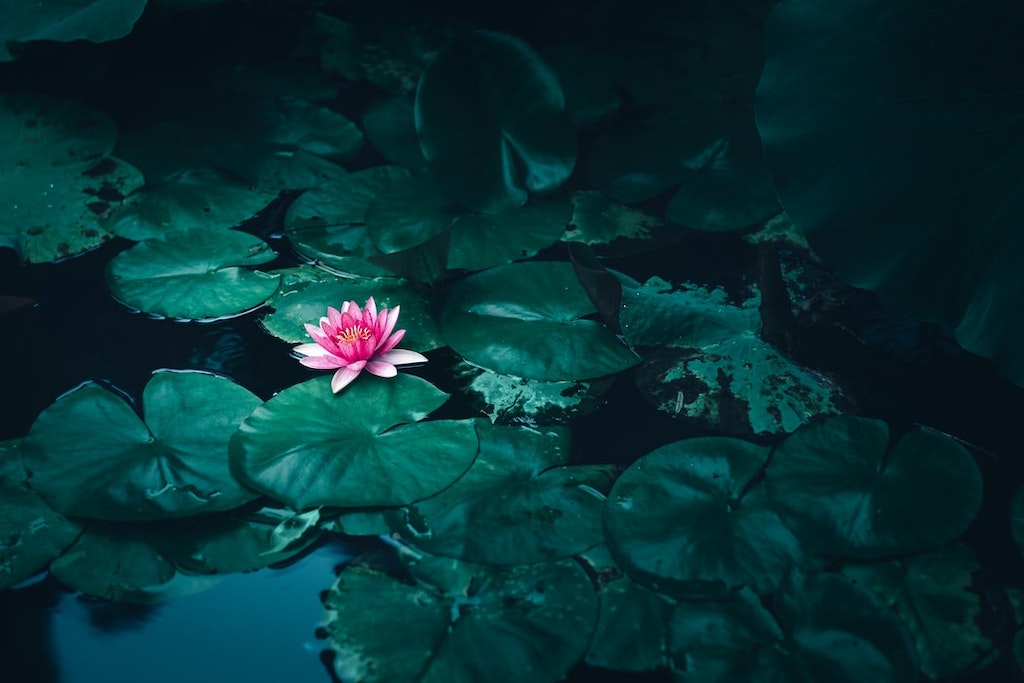 Bunga Lotus