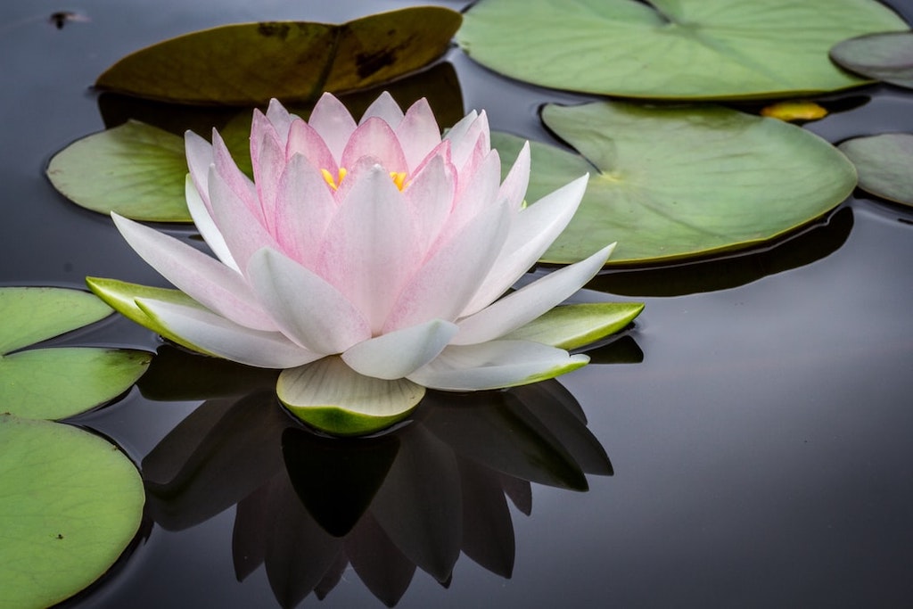 Bunga Lotus