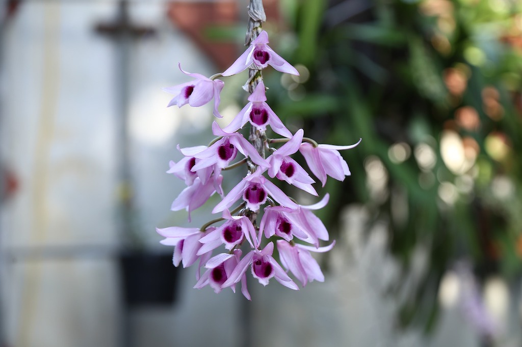 Anggrek Dendrobium