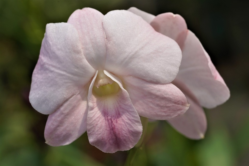 Anggrek Dendrobium