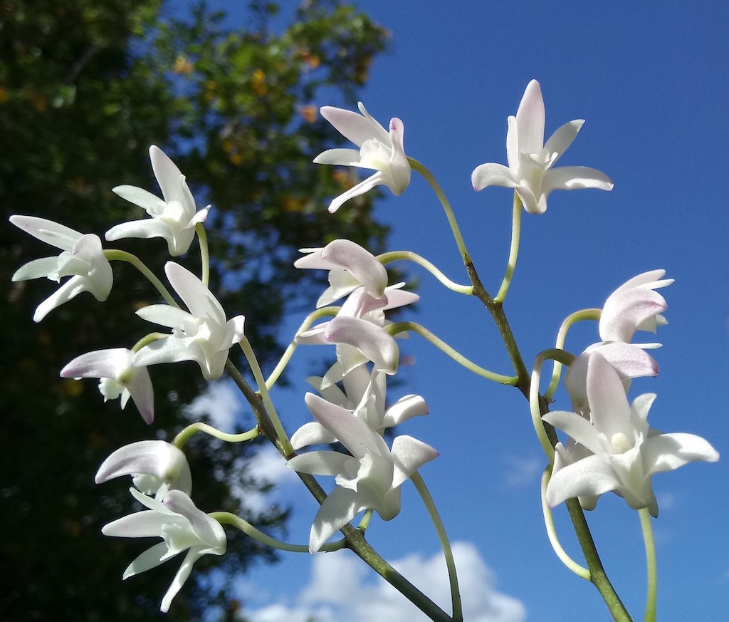 Anggrek Dendrobium
