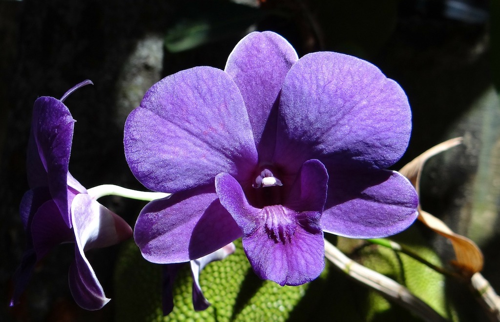 Anngrek Dendrobium