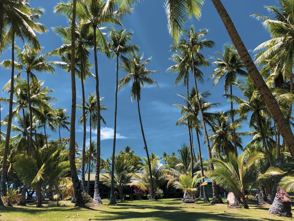 Pohon Kelapa