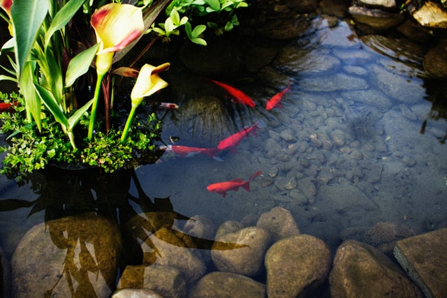 Tanaman di Kolam Ikan