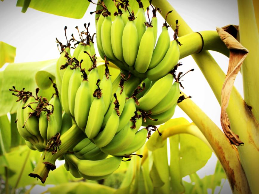 Pengertian Pohon Pisang