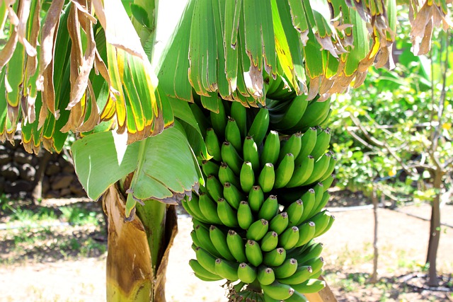 Manfaat Pohon Pisang
