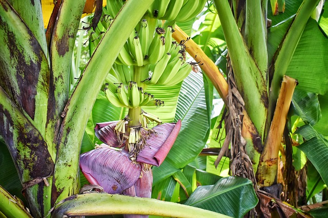 Kandungan dan Kegunaan Pohon Pisang