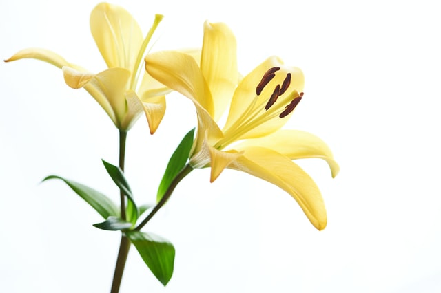 Lily Standing Flower