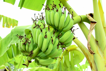 Pisang Ambon, Rajanya Pohon Pisang
