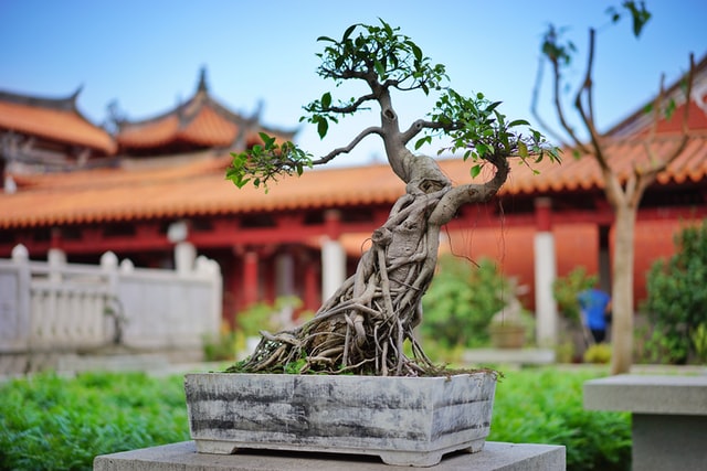 Cara Membuat Bonsai Serut