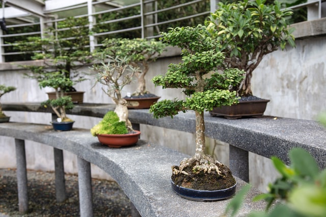 Cara Merawat Bonsai Serut