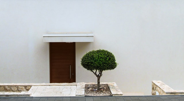 Cara Merawat Bonsai Serut Yang Cantik