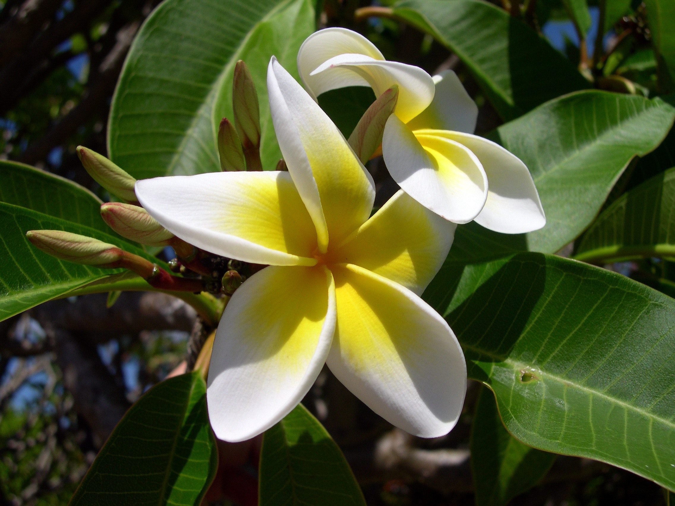 Kamboja Standing Flower