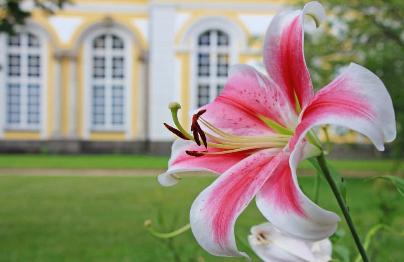 Keindahan Bunga Lily