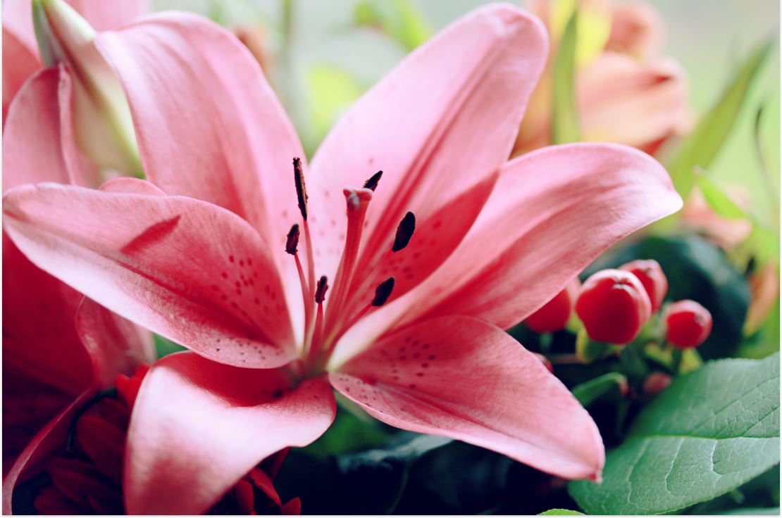 Karakteristik Bunga Lily