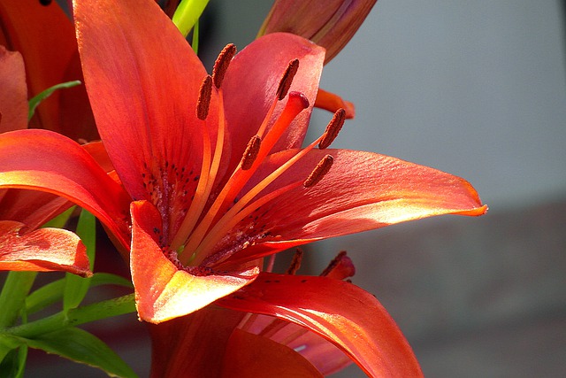 Bunga Lily Merah