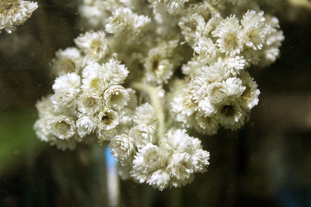 edelweiss