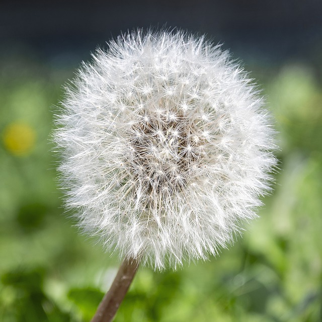 Manfaat Bunga Dandelion