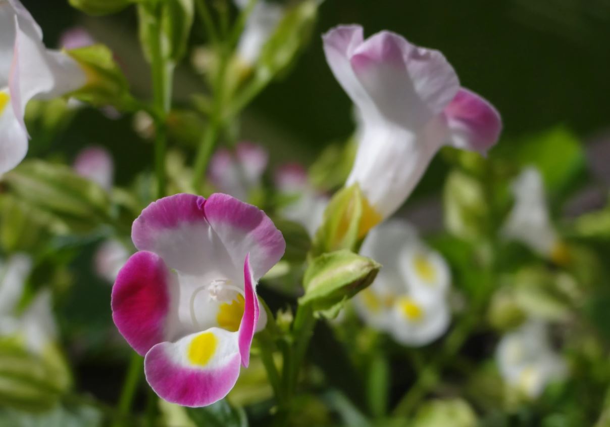 Arti Bunga Mata Kucing atau Torenia