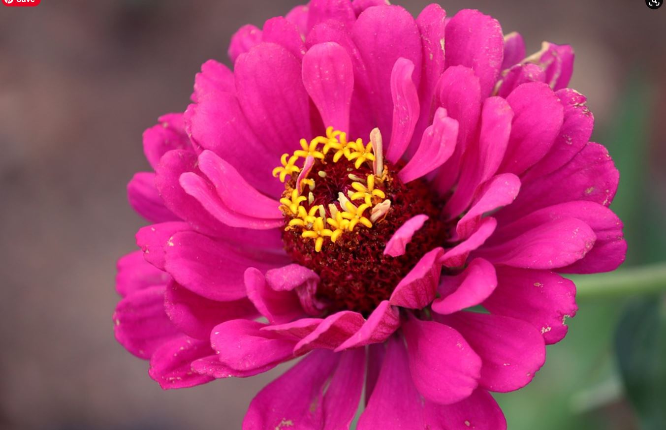 Si Cantik Bunga Zinnia